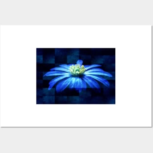 Grecian Windflower - Balken Anemone Posters and Art